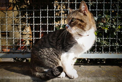 Close-up of a cat looking away