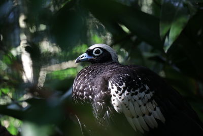 Close up to a bird