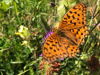 Close-up of butterfly pollinating on purple flower