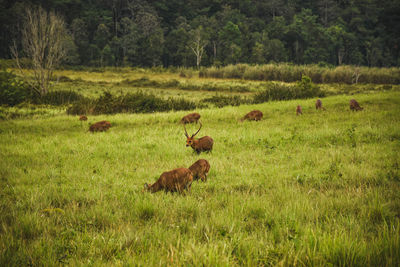 Sheep in a field