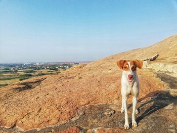 Portrait of a dog on landscape