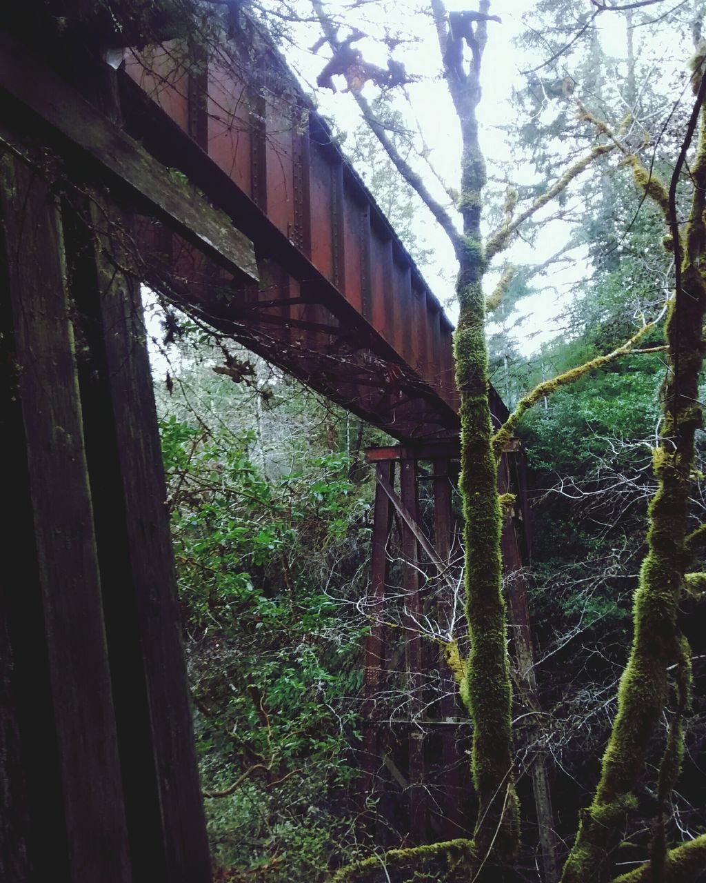 LOW ANGLE VIEW OF TREE BRIDGE IN FOREST