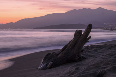 Driftwood on beach against sky during sunset