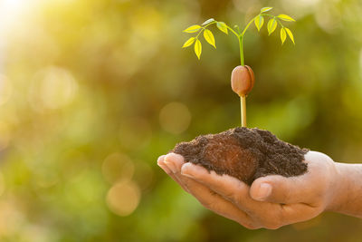 Close-up of hand holding leaf