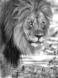 Lion looking away while standing on field