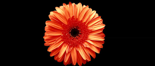 Close-up of red flower over black background