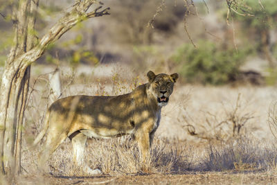 Portrait of lioness standing on land