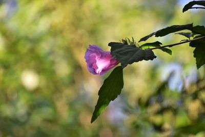 Close-up of pink flowering plant