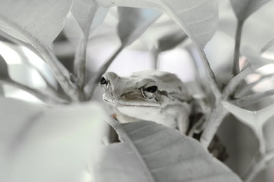 Close-up portrait of frog