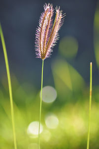 Close-up of dandelion on plant