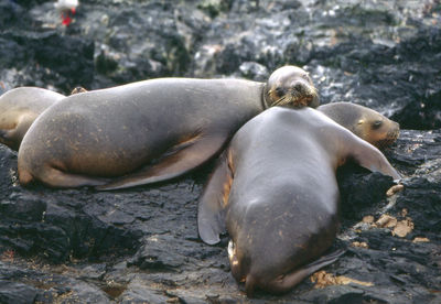 Close-up of seals relaxing on rock