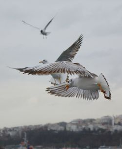 Low angle view of seagulls flying