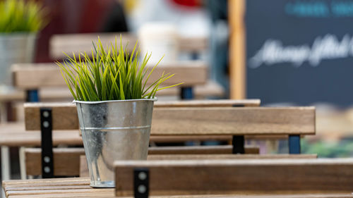 Close-up of potted plant on table