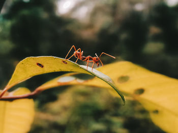 Close-up of insect on leaf