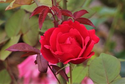 Close-up of red flower blooming outdoors