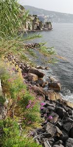 Plants growing on rocks by sea against sky