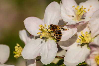 Close-up of bee on flower