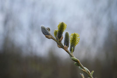 Close-up of flower buds growing outdoors