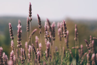 Close-up of flowers blooming on field against sky