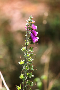 Close-up of purple flowering plant