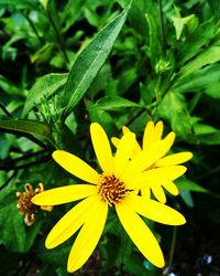Close-up of yellow flower blooming outdoors