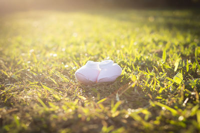 Close-up of grass in field