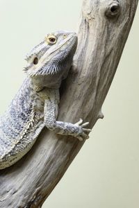 Close-up of lizard on wooden post