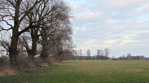 Bare trees on field against sky