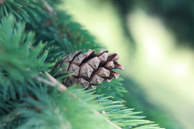 Close-up of pine cone on tree