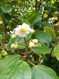Close-up of flower growing on tree