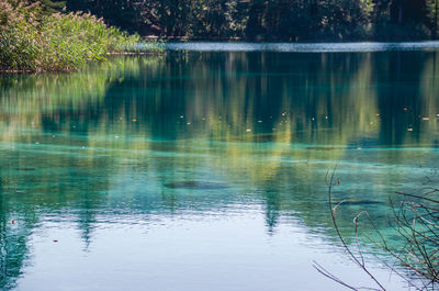 Scenic view of lake in forest