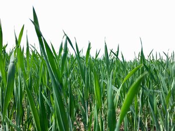 Close-up of crops growing on field against clear sky