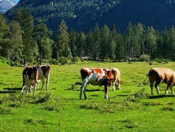 Horses grazing in a field