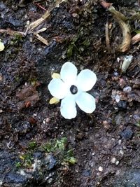 High angle view of plant growing outdoors