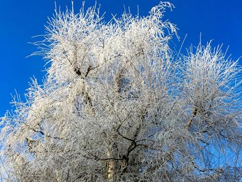 Low angle view of frozen plants against sky