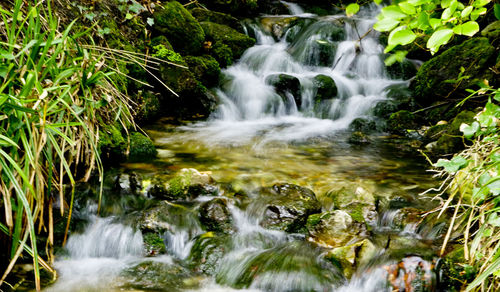 Stream flowing through forest