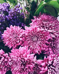 Close-up of purple flowers blooming outdoors