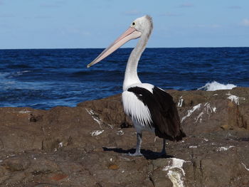 Australian pelican, elecanus conspicillatus on rock by sea against sky