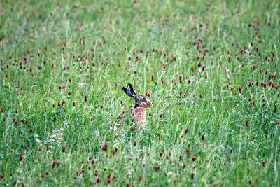 Close-up of bird on grass