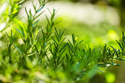 Close-up of fresh green plants