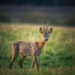 A beautiful portrait of young adult roe deer buck during spring sunrise. 