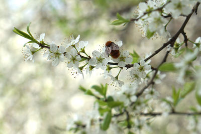 Close-up of insect on white flowers