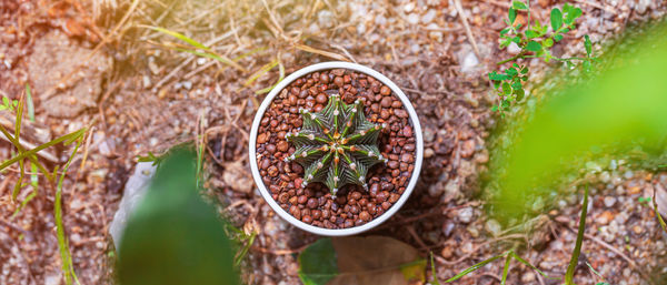 High angle view of plant on field