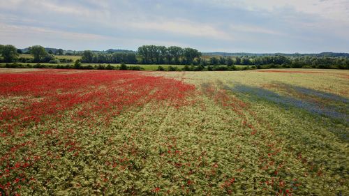 Scenic view of field against sky