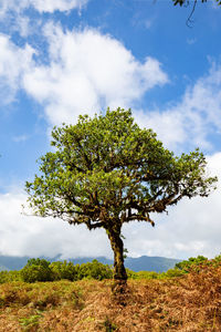 Low angle view of tree on field against sky