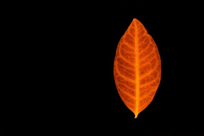 Close-up of orange leaf against black background