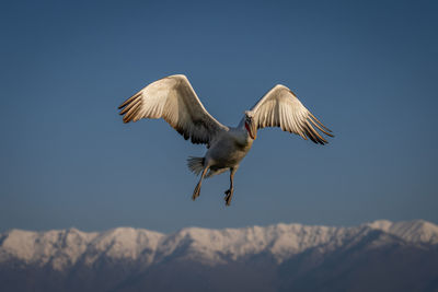 Bird flying against sky