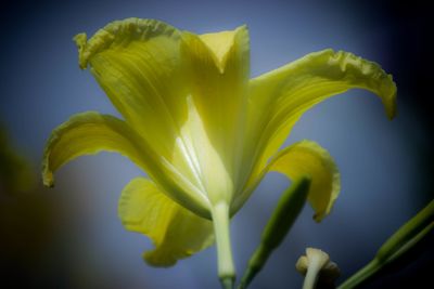 Close-up of yellow flowers