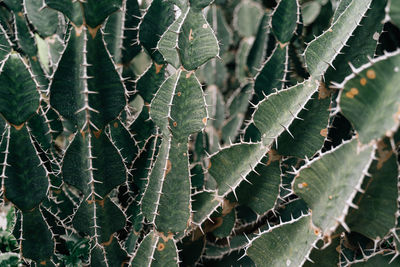 Close-up of plant