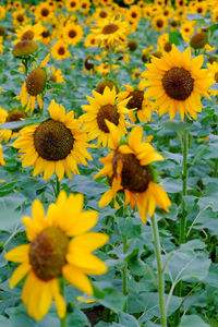 Close-up of yellow flowering plant